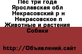 Пёс три года - Ярославская обл., Некрасовский р-н, Некрасовское п. Животные и растения » Собаки   